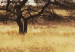 Canvas Print Zebras on a savannah 58809 additionalThumb 4