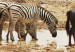 Canvas Print Zebras on a savannah 58809 additionalThumb 5