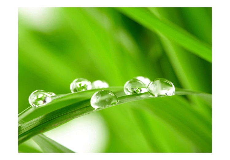 Photo Wallpaper Water drops on a blade of grass 59909 additionalImage 1