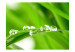 Photo Wallpaper Water drops on a blade of grass 59909 additionalThumb 1