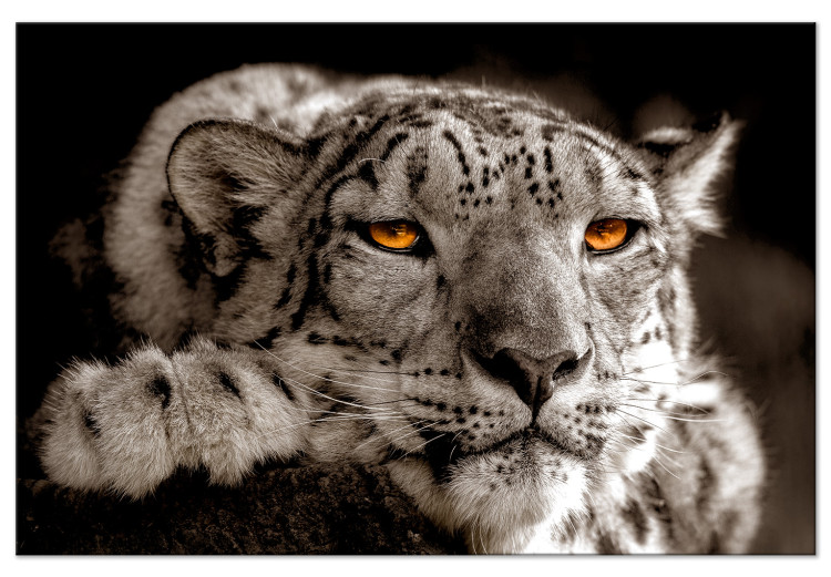 Canvas Magic Eyes (1-part) Wide - Predatory Cat in Gray Motif 108219