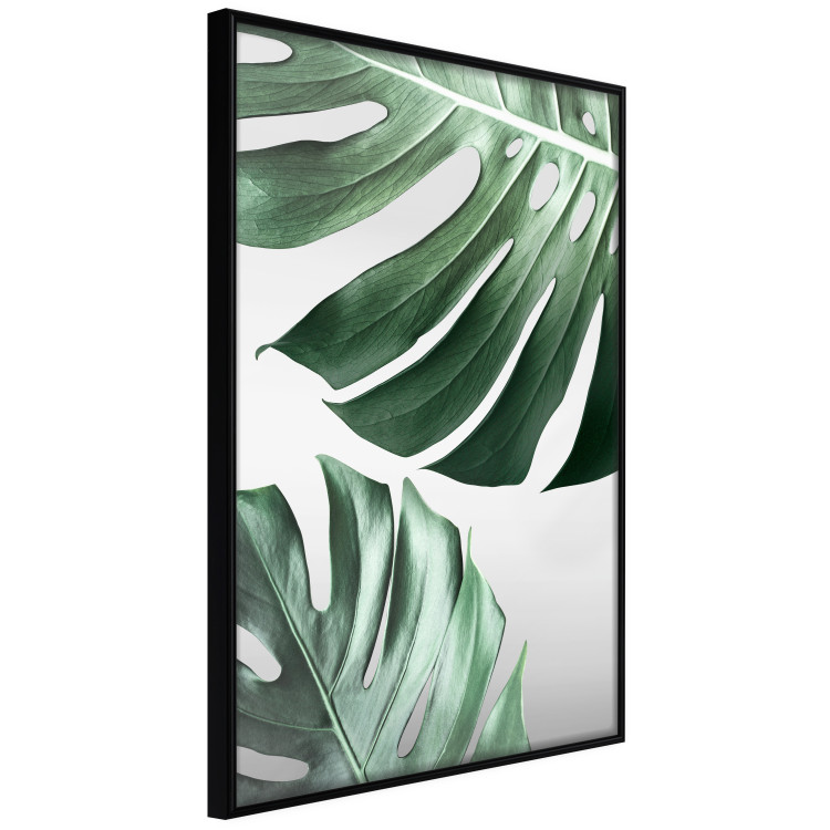 Wall Poster Monstera Leaves - composition with green tropical plants on a white background 117119 additionalImage 10