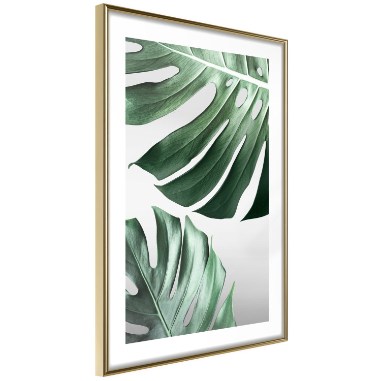 Wall Poster Monstera Leaves - composition with green tropical plants on a white background 117119 additionalImage 6