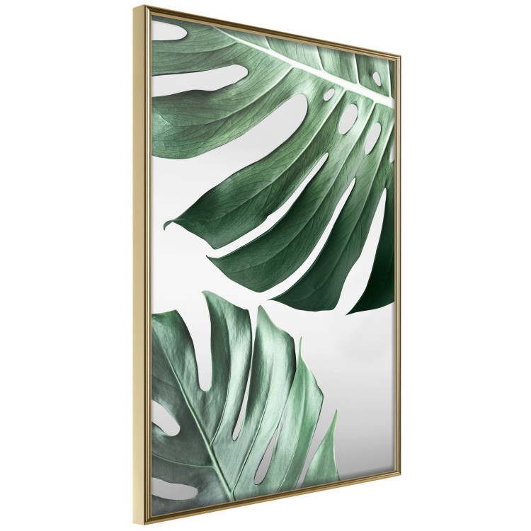 Wall Poster Monstera Leaves - composition with green tropical plants on a white background 117119 additionalImage 12