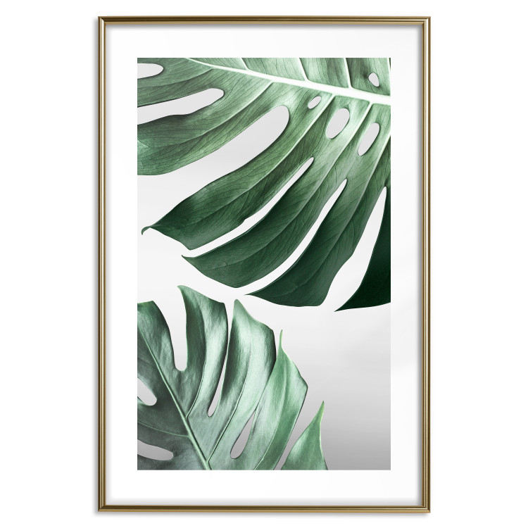 Wall Poster Monstera Leaves - composition with green tropical plants on a white background 117119 additionalImage 14