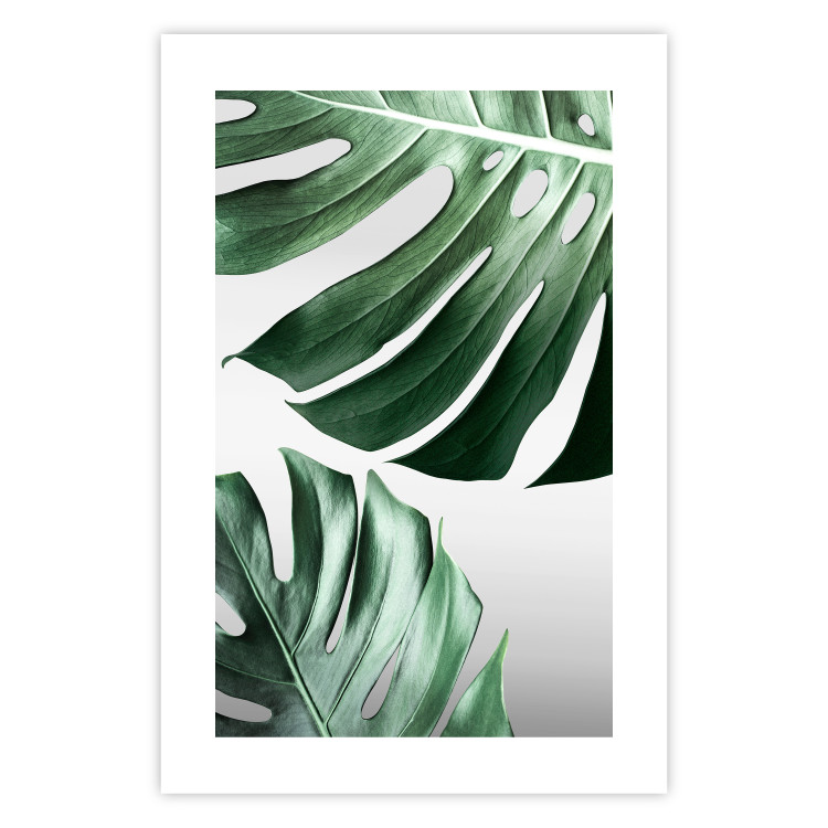 Wall Poster Monstera Leaves - composition with green tropical plants on a white background 117119 additionalImage 19