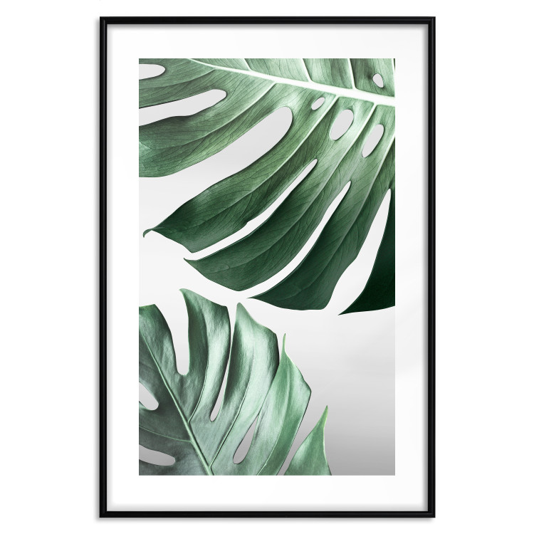 Wall Poster Monstera Leaves - composition with green tropical plants on a white background 117119 additionalImage 15