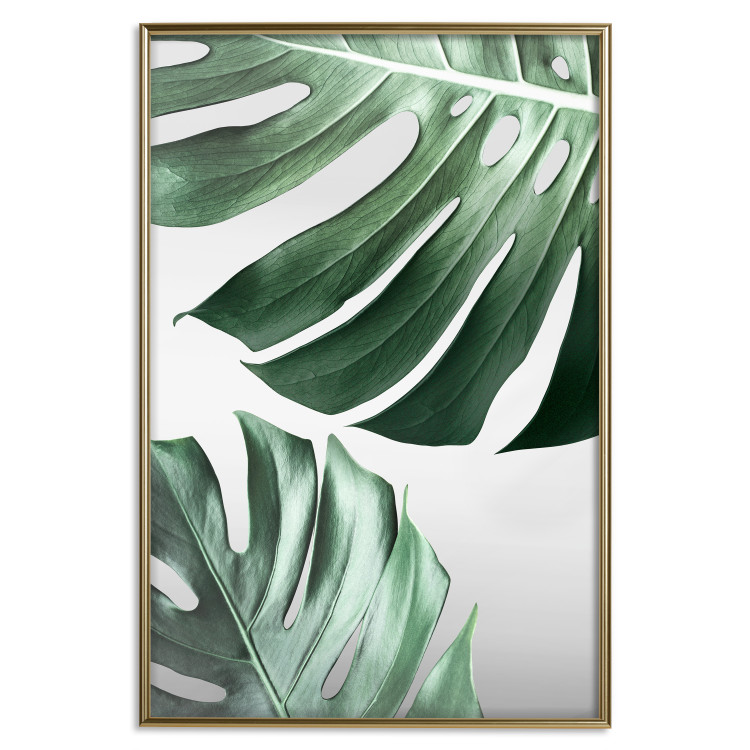 Wall Poster Monstera Leaves - composition with green tropical plants on a white background 117119 additionalImage 16