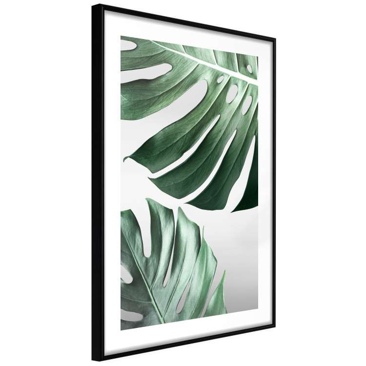 Wall Poster Monstera Leaves - composition with green tropical plants on a white background 117119 additionalImage 11