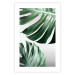 Wall Poster Monstera Leaves - composition with green tropical plants on a white background 117119 additionalThumb 19