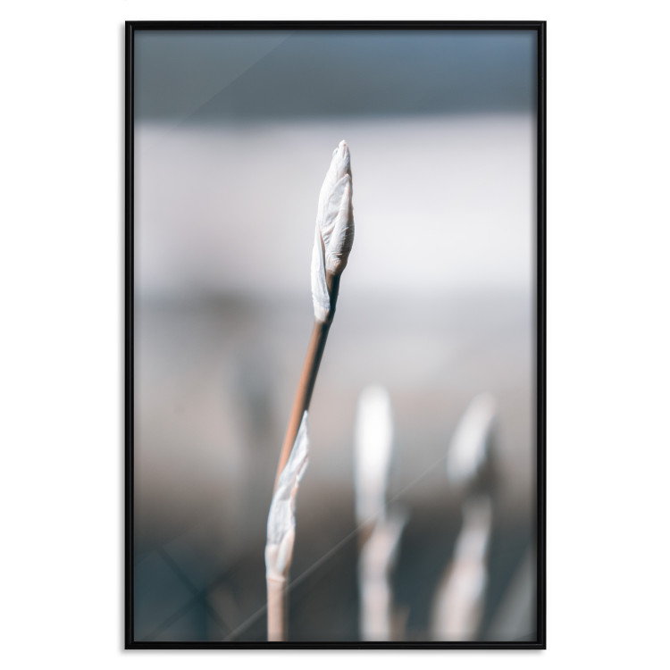 Poster Botanical Minimalism - simple composition with an unopened plant 121619 additionalImage 24