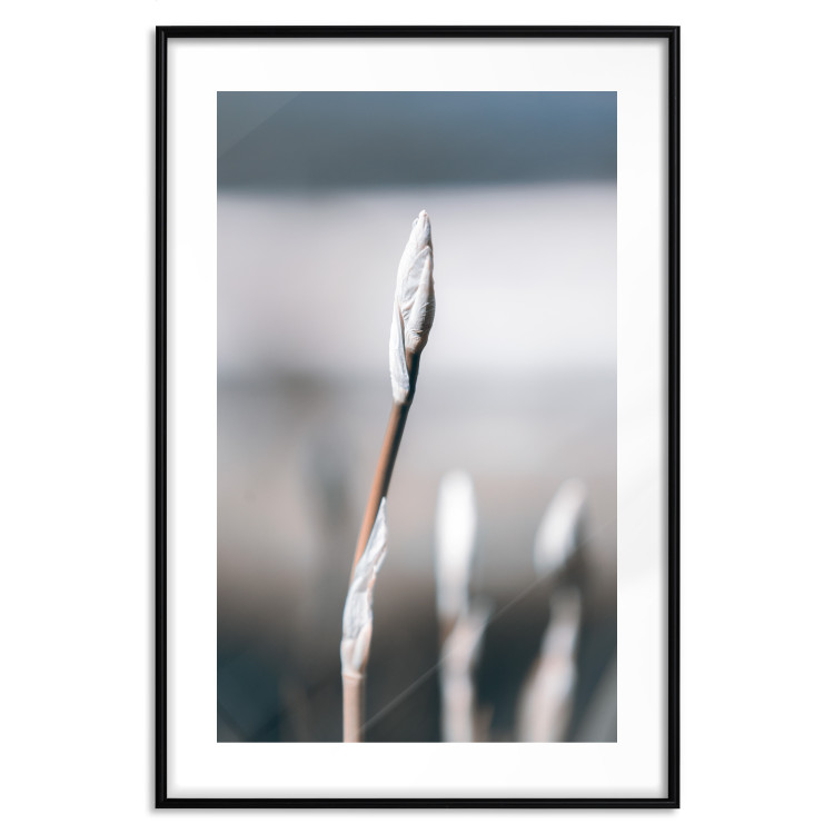 Poster Botanical Minimalism - simple composition with an unopened plant 121619 additionalImage 15