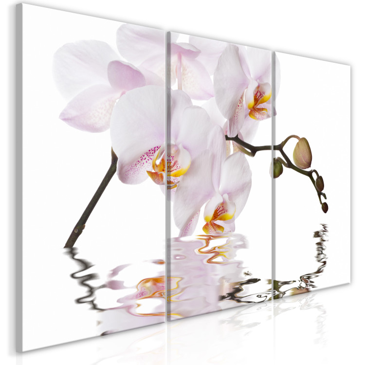 Canvas Print Pink orchid - triptych with blooming orchid flower on white background 123419 additionalImage 2