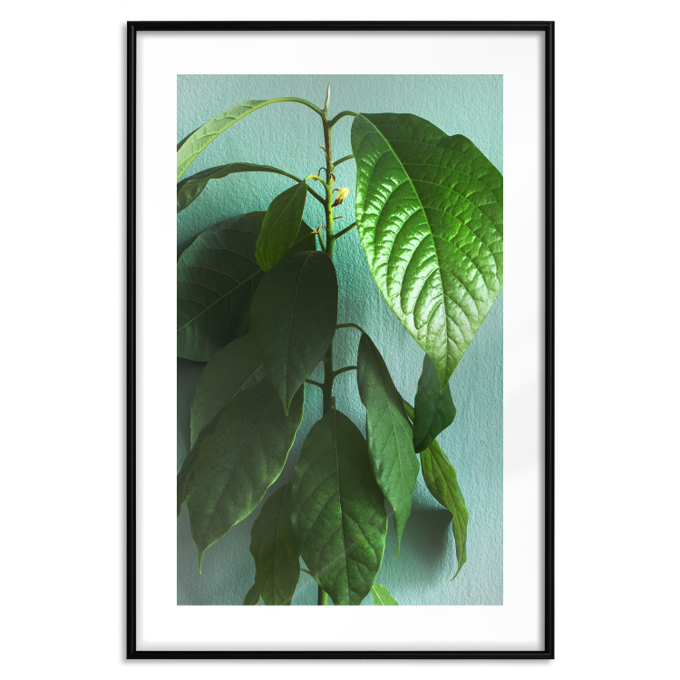 Wall Poster Avocado - tall plant with green leaves against a turquoise wall 129919 additionalImage 15