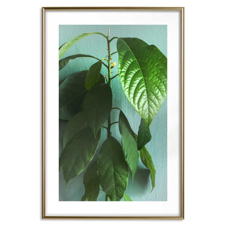Wall Poster Avocado - tall plant with green leaves against a turquoise wall 129919 additionalImage 14