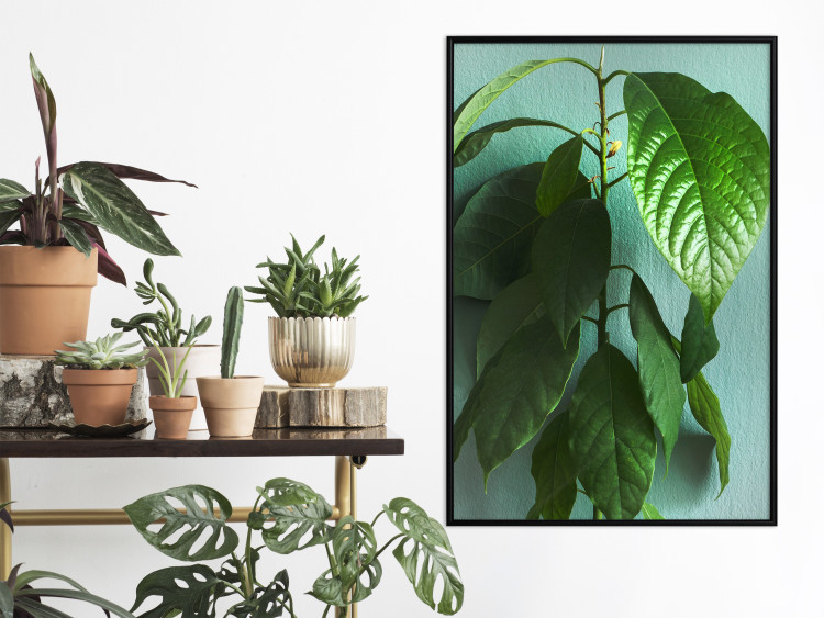 Wall Poster Avocado - tall plant with green leaves against a turquoise wall 129919 additionalImage 4