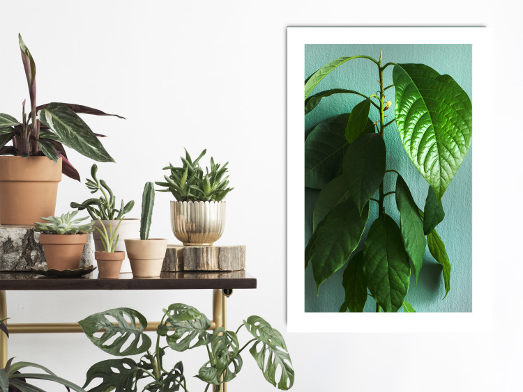 Wall Poster Avocado - tall plant with green leaves against a turquoise wall 129919 additionalImage 5