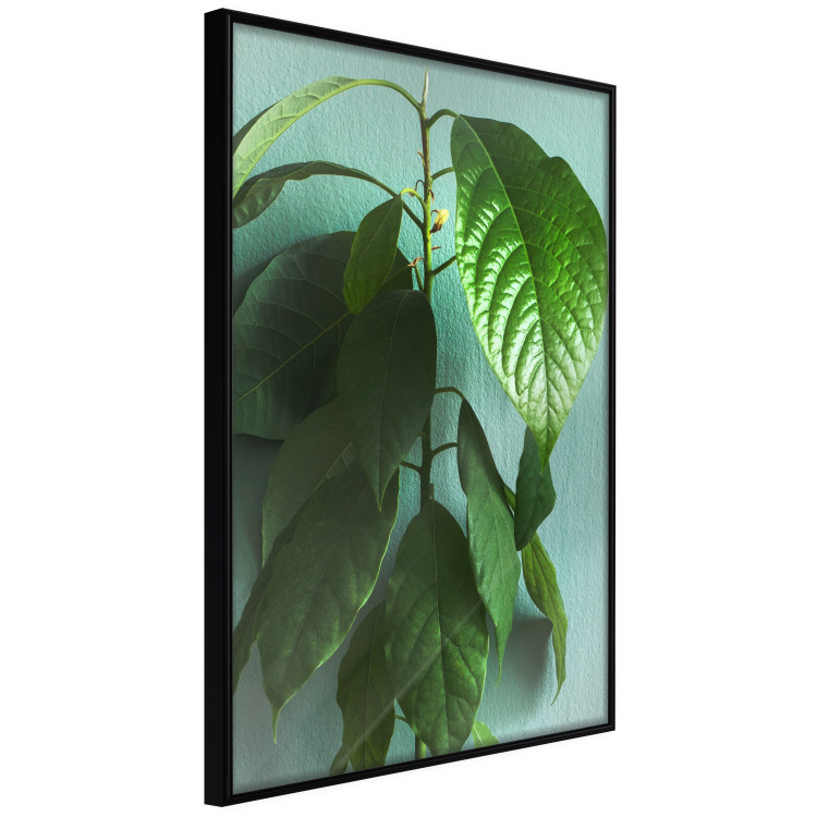 Wall Poster Avocado - tall plant with green leaves against a turquoise wall 129919 additionalImage 13