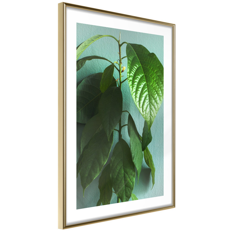 Wall Poster Avocado - tall plant with green leaves against a turquoise wall 129919 additionalImage 9