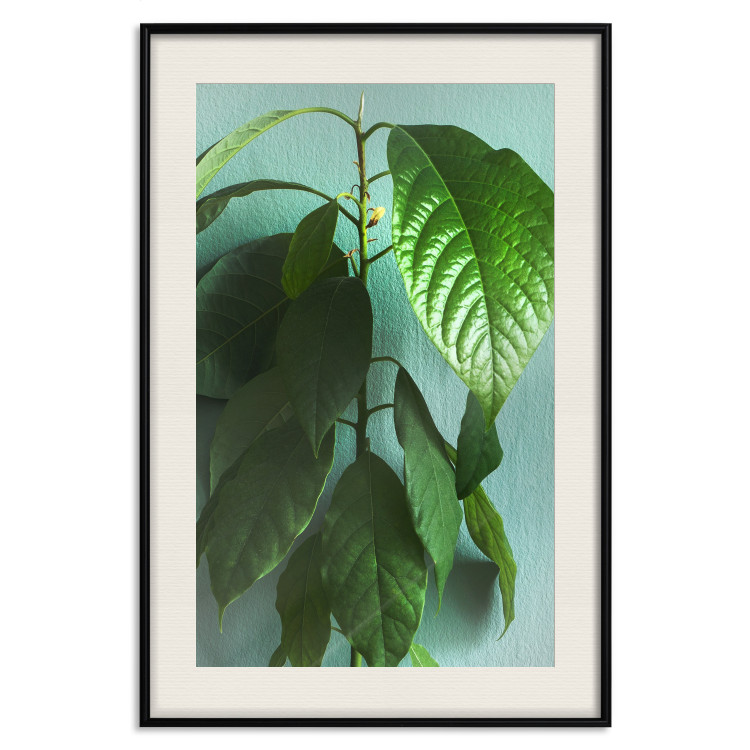 Wall Poster Avocado - tall plant with green leaves against a turquoise wall 129919 additionalImage 19