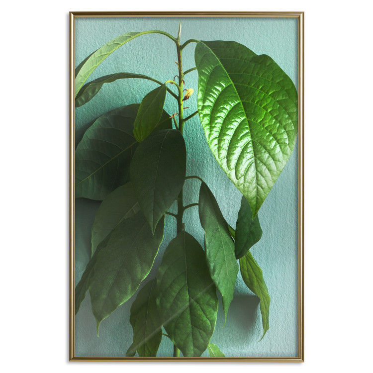 Wall Poster Avocado - tall plant with green leaves against a turquoise wall 129919 additionalImage 17