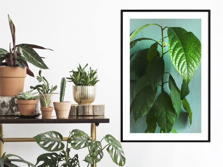 Wall Poster Avocado - tall plant with green leaves against a turquoise wall 129919 additionalImage 18
