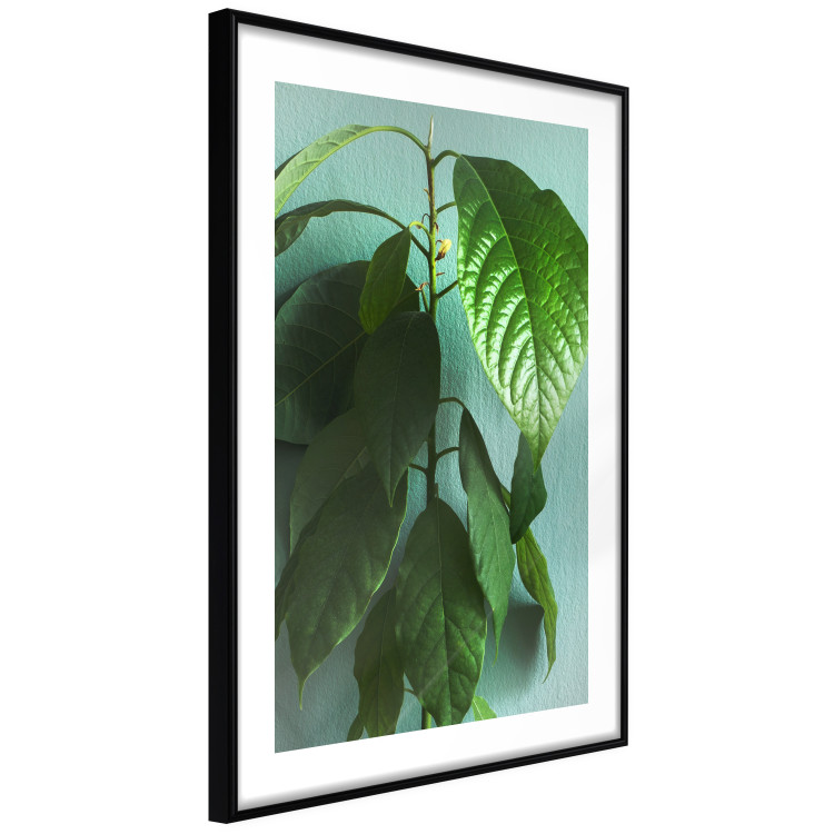 Wall Poster Avocado - tall plant with green leaves against a turquoise wall 129919 additionalImage 6
