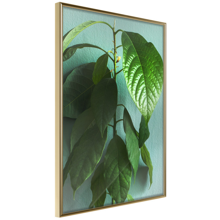 Wall Poster Avocado - tall plant with green leaves against a turquoise wall 129919 additionalImage 12