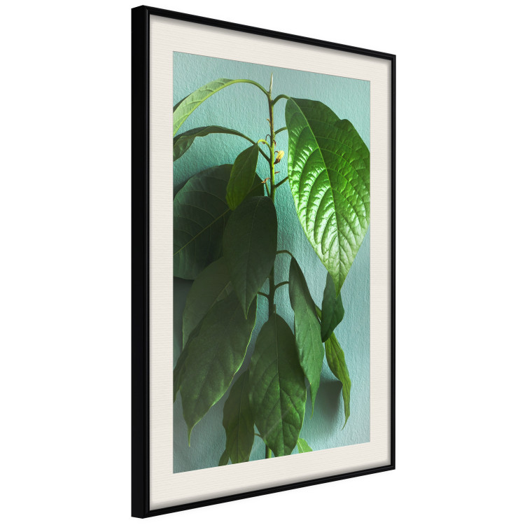Wall Poster Avocado - tall plant with green leaves against a turquoise wall 129919 additionalImage 2
