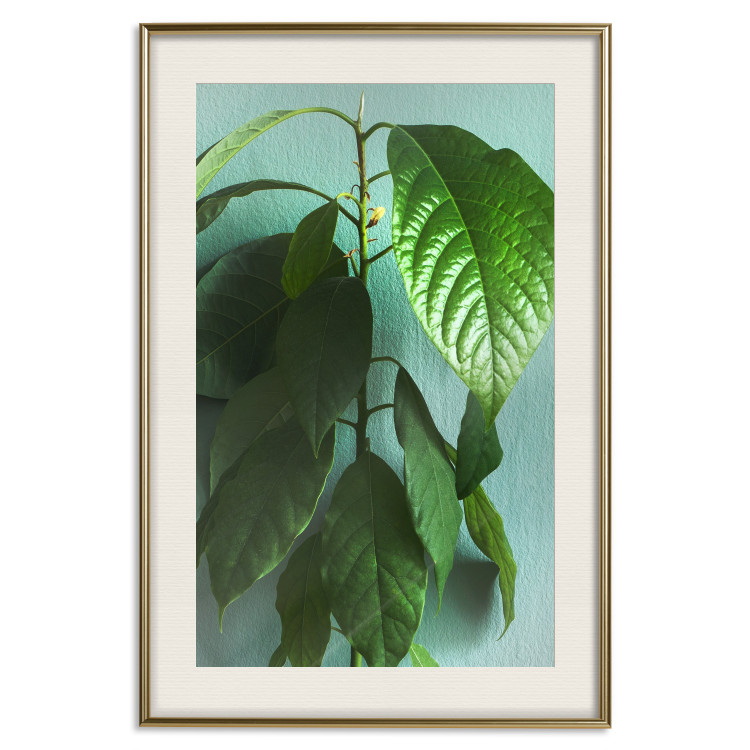 Wall Poster Avocado - tall plant with green leaves against a turquoise wall 129919 additionalImage 20