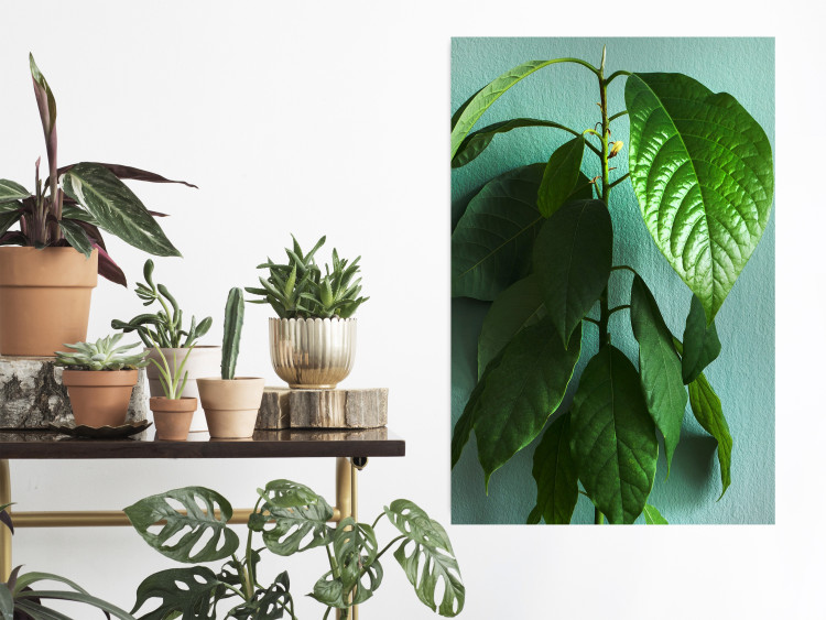 Wall Poster Avocado - tall plant with green leaves against a turquoise wall 129919 additionalImage 4