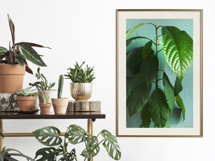 Wall Poster Avocado - tall plant with green leaves against a turquoise wall 129919 additionalImage 22