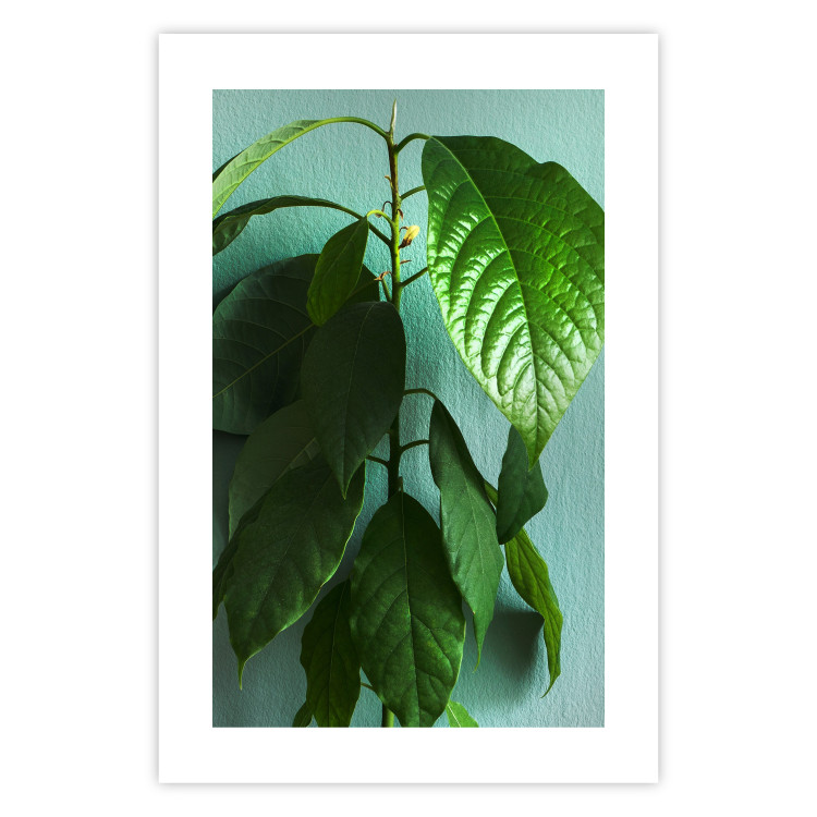 Wall Poster Avocado - tall plant with green leaves against a turquoise wall 129919 additionalImage 25