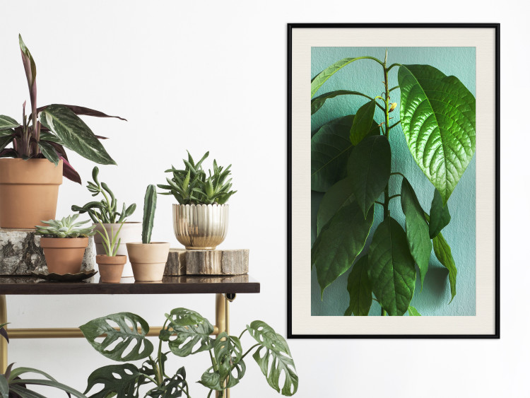 Wall Poster Avocado - tall plant with green leaves against a turquoise wall 129919 additionalImage 24