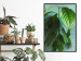 Wall Poster Avocado - tall plant with green leaves against a turquoise wall 129919 additionalThumb 4