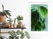 Wall Poster Avocado - tall plant with green leaves against a turquoise wall 129919 additionalThumb 5