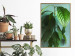 Wall Poster Avocado - tall plant with green leaves against a turquoise wall 129919 additionalThumb 5