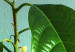 Wall Poster Avocado - tall plant with green leaves against a turquoise wall 129919 additionalThumb 11
