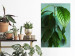 Wall Poster Avocado - tall plant with green leaves against a turquoise wall 129919 additionalThumb 2