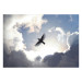 Wall Mural Flying Bird - Flight Against the Sky With Clouds and Sunshine 159919 additionalThumb 1
