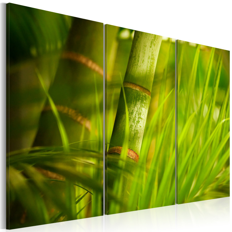 Canvas Art Print Fresh green tropical grass 58519 additionalImage 2