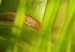 Canvas Art Print Fresh green tropical grass 58519 additionalThumb 4