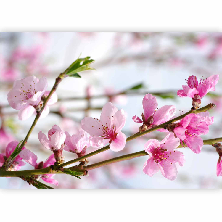 Photo Wallpaper Cherry Blossom - Japanese Motif with Cherry Blossom Flowers in the Center 60719 additionalImage 5