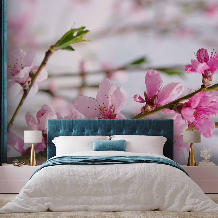 Photo Wallpaper Cherry Blossom - Japanese Motif with Cherry Blossom Flowers in the Center 60719 additionalImage 2