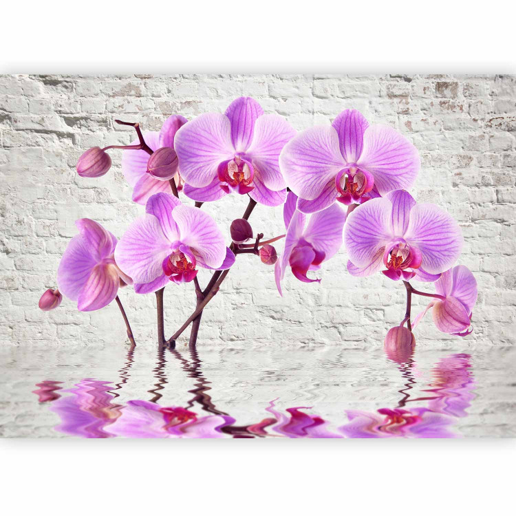 Photo Wallpaper Purple Delight - orchids submerged in water against a backdrop of a white wall 62019 additionalImage 1