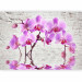 Photo Wallpaper Purple Delight - orchids submerged in water against a backdrop of a white wall 62019 additionalThumb 1