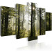 Canvas Print Green Light of Nature (5-part) - Nature's Glow in Forest Landscape 97519 additionalThumb 2