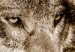 Wall Mural Predator from the mountains - lone wolf among forest trees in the mountains in sepia 108229 additionalThumb 3