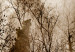Wall Mural Predator from the mountains - lone wolf among forest trees in the mountains in sepia 108229 additionalThumb 4