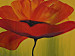 Canvas Art Print Transience of poppies 48129 additionalThumb 2